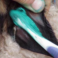Tattoo scrub Image of applying tattoo scrub