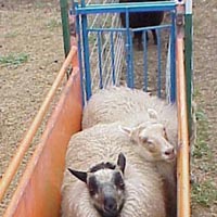 Sheep waiting in chute Image of sheep waiting in chute
