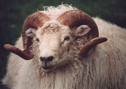 Yearling Icelandic ram Image of a yearling horned Icelandic ram